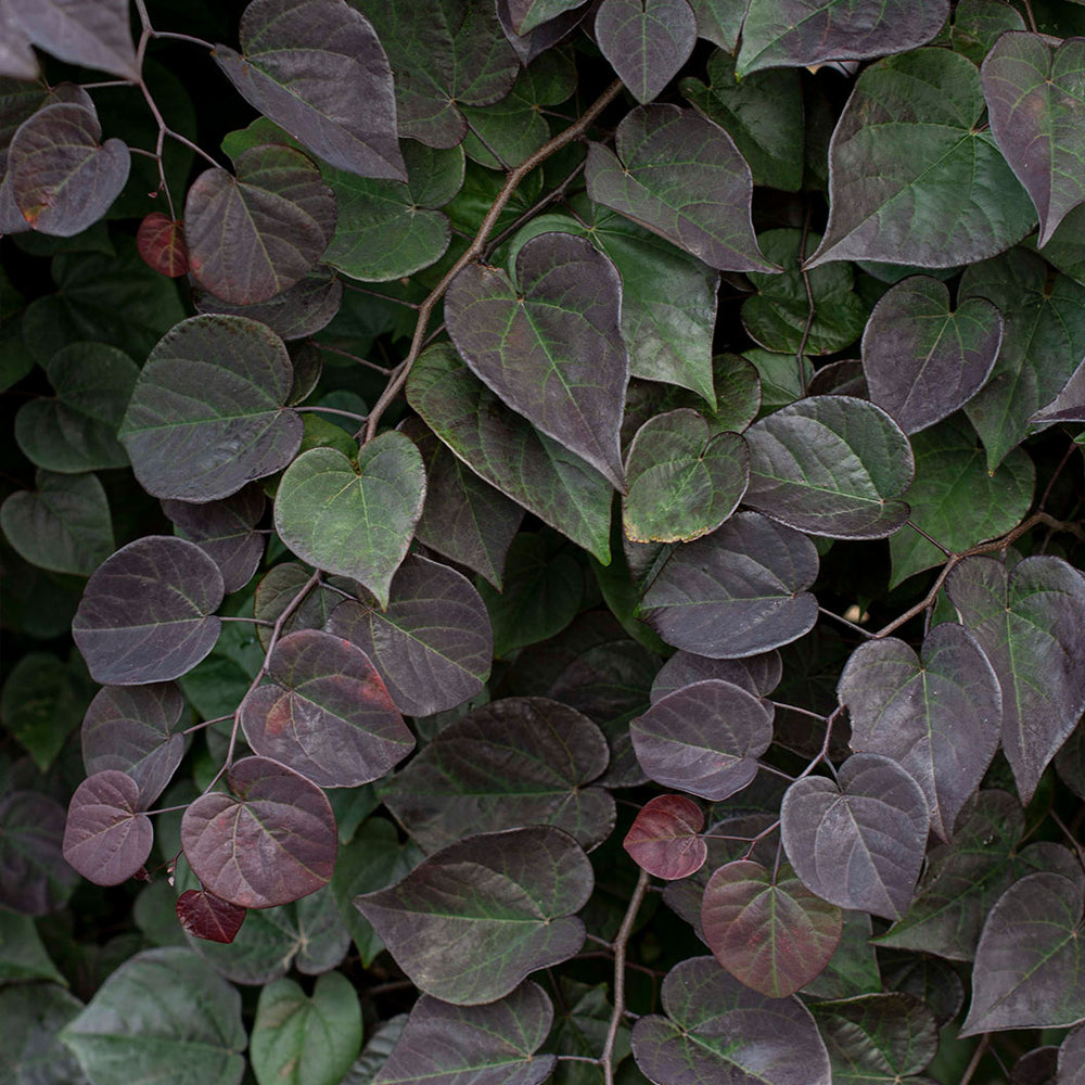 Garden Gems Amethyst Falls Redbud Tree