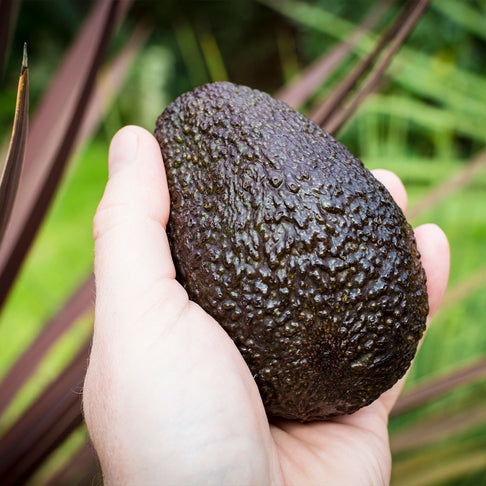 Reed Avocado