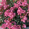 Proven Winners® La Vida Mas Indian Hawthorn Shrub