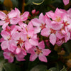 Proven Winners® La Vida Mas Indian Hawthorn Shrub