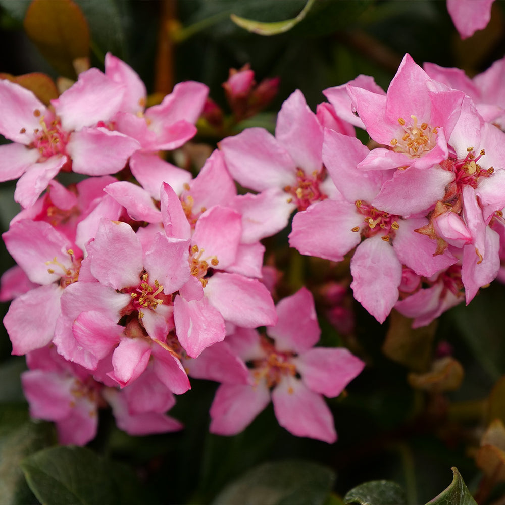 Proven Winners® La Vida Mas Indian Hawthorn Shrub