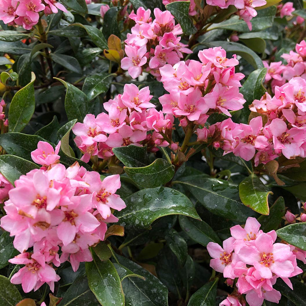 Proven Winners® La Vida Mas Indian Hawthorn Shrub