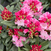 Proven Winners® Dandy Man Color Wheel Rhododendron Shrub