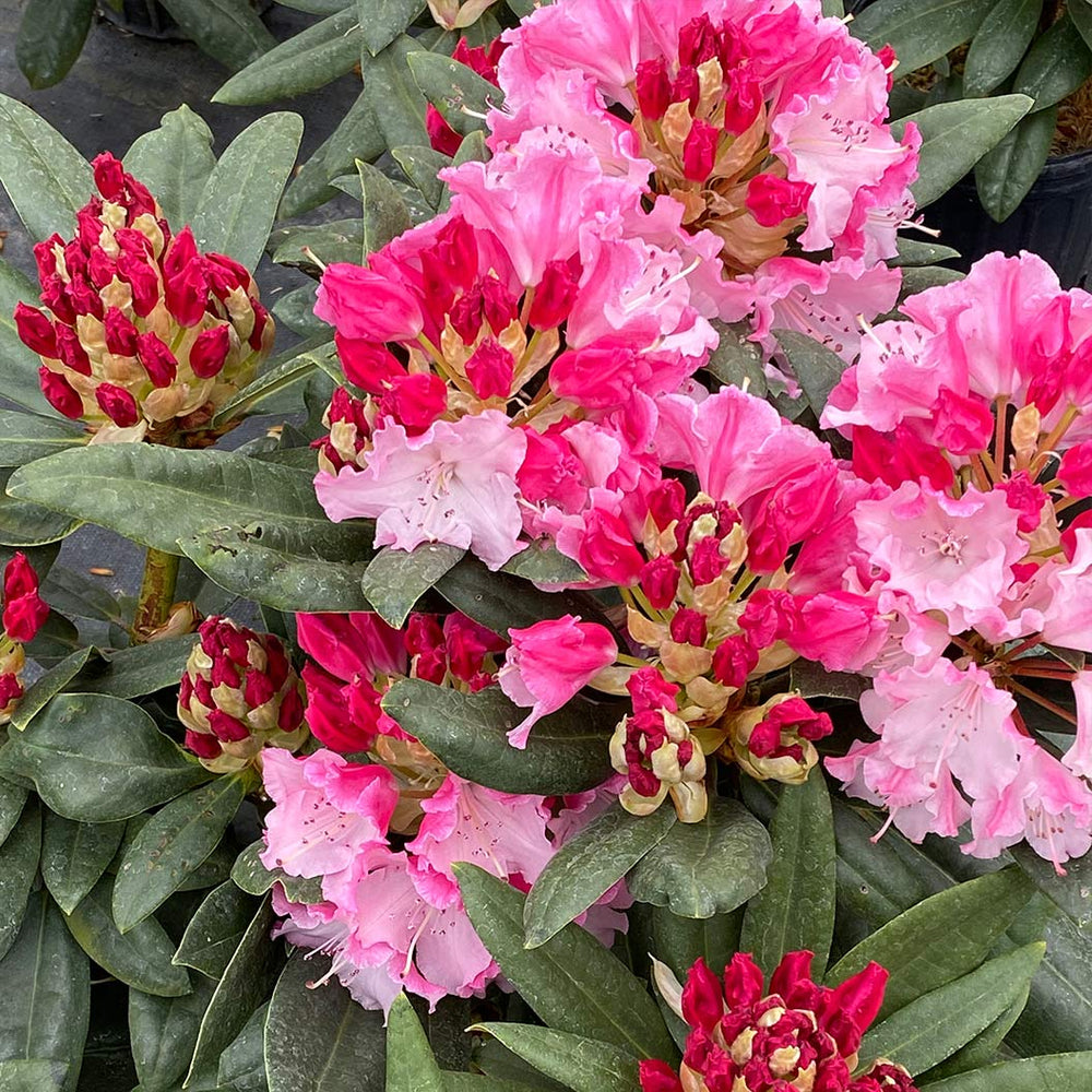 Proven Winners® Dandy Man Color Wheel Rhododendron Shrub