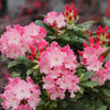 Proven Winners® Dandy Man Color Wheel Rhododendron Shrub