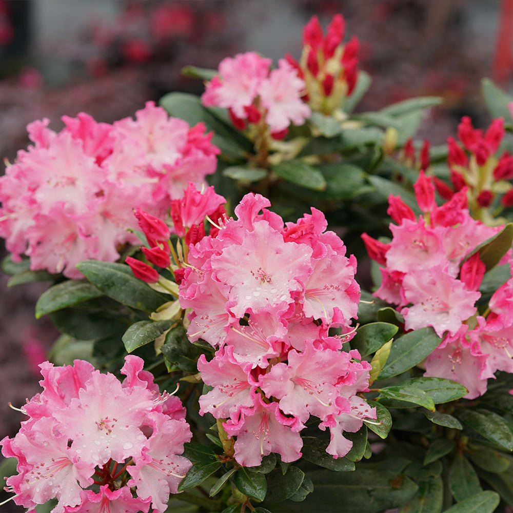 Proven Winners® Dandy Man Color Wheel Rhododendron Shrub