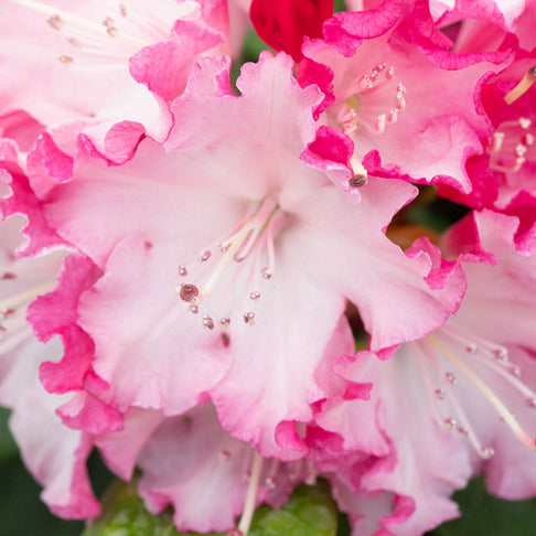 Proven Winners® Dandy Man Color Wheel Rhododendron Shrub
