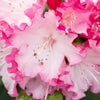 Proven Winners® Dandy Man Color Wheel Rhododendron Shrub