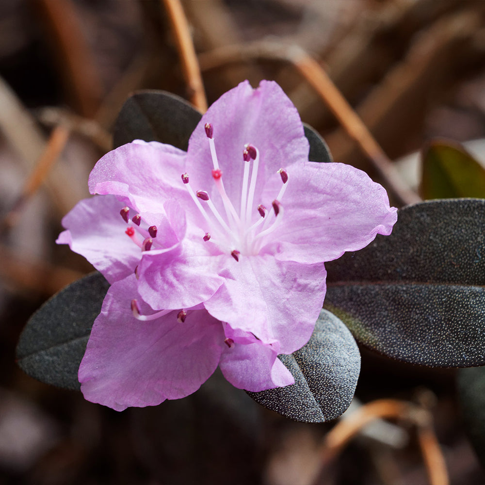 PJM Elite Rhododendron Shrub