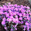 PJM Elite Rhododendron Shrub