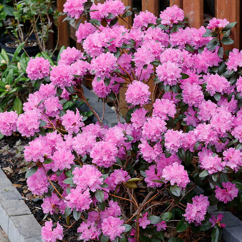 PJM Elite Rhododendron Shrub