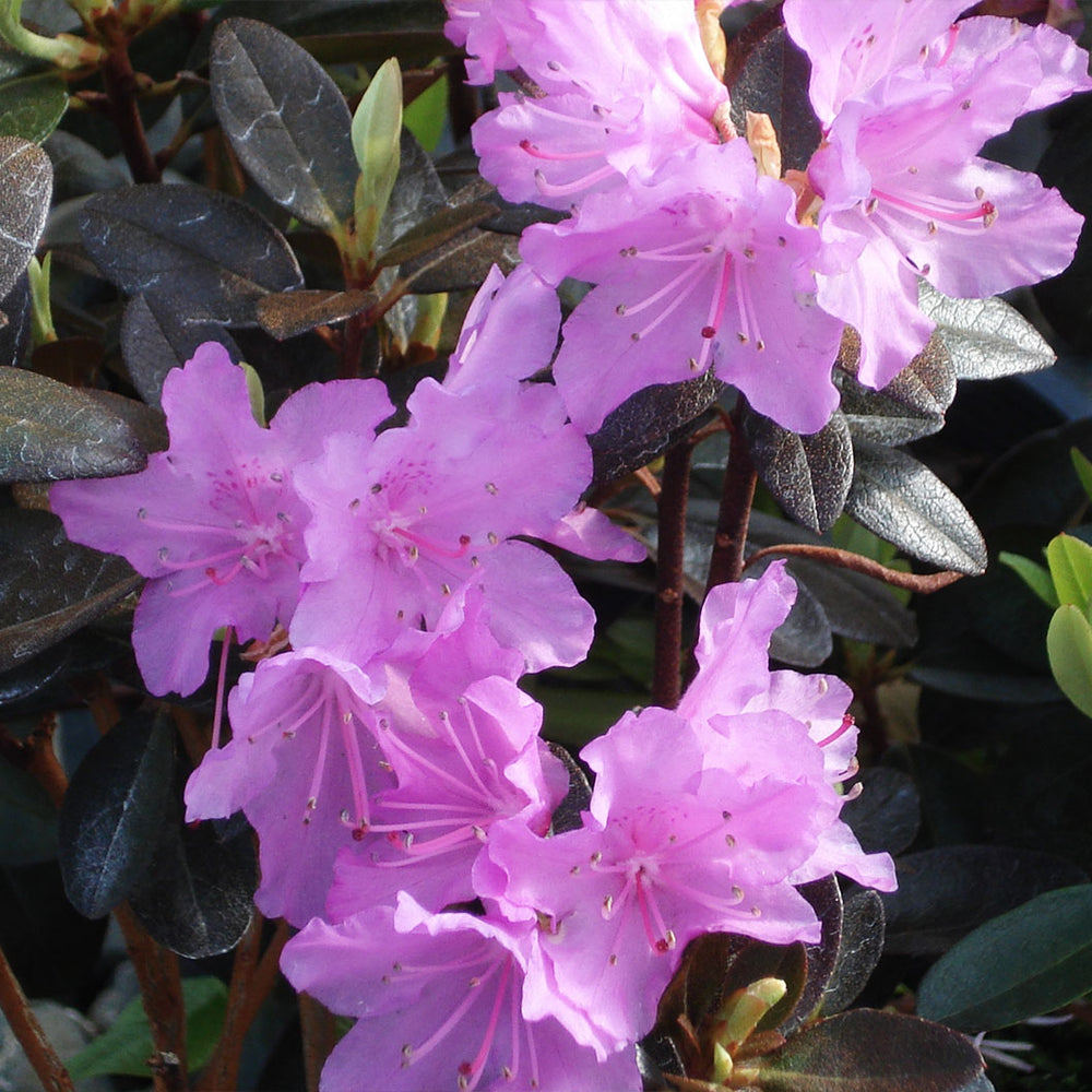 PJM Elite Rhododendron Shrub