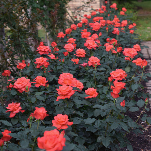 Ring of Fire™ Rose Bush