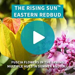 The Rising Sun™ Eastern Redbud Tree