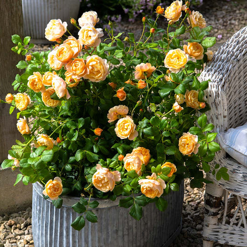 David Austin® Roald Dahl® Rose Shrub