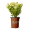 Southern Living® Roman Candle® Podocarpus Shrub