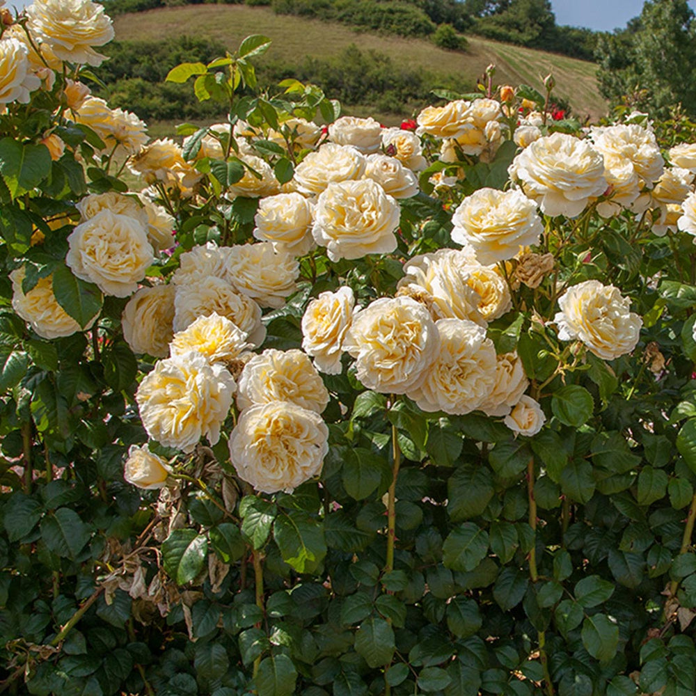 Romantica® Moonlight Rose Shrub in Fiber Pot