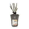 Romantica® Moonlight Rose Shrub in Fiber Pot