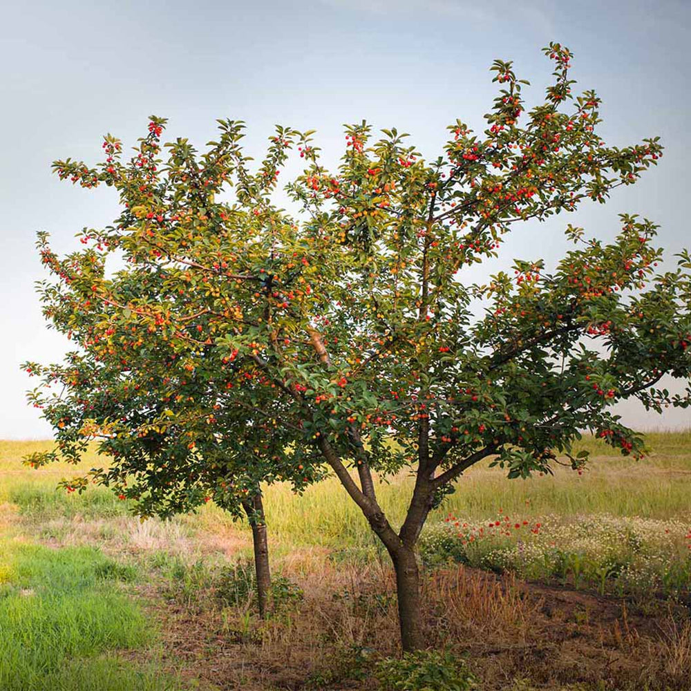 Romeo and Juliet™ Cherry Trees