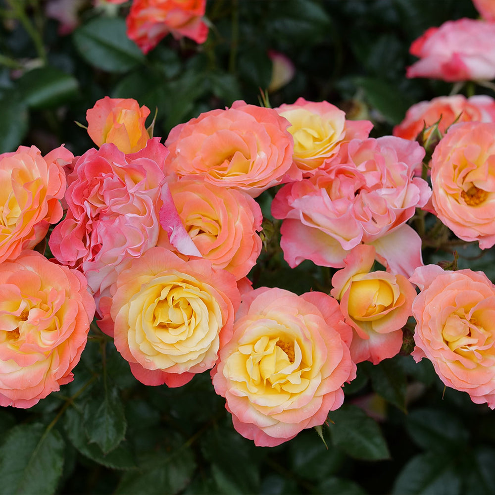 Proven Winners® Oso Easy En Fuego Rose Shrub