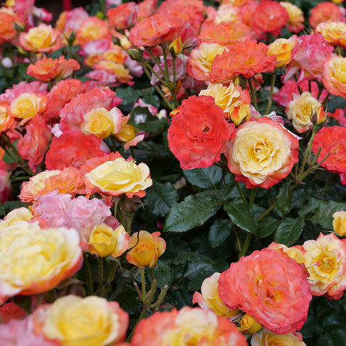 Proven Winners® Oso Easy En Fuego Rose Shrub