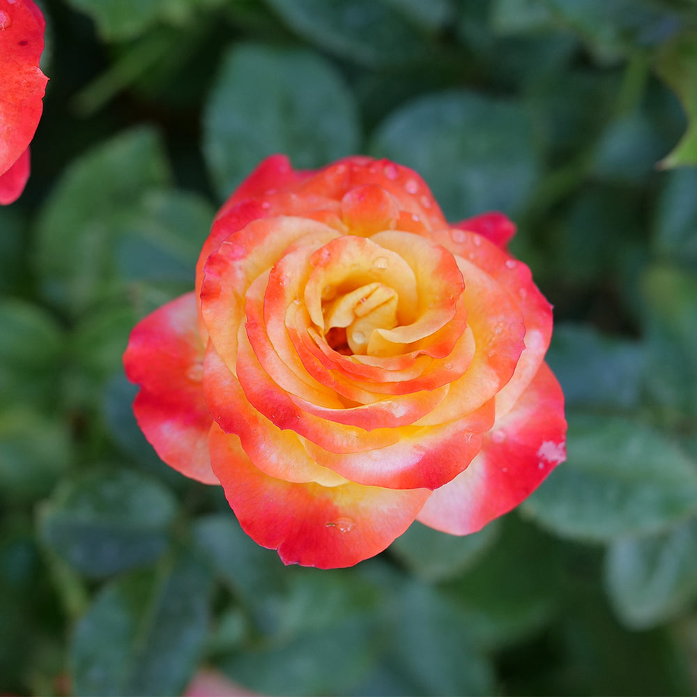 Proven Winners® Oso Easy En Fuego Rose Shrub