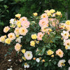 Proven Winners® Oso Easy Italian Ice® Rose Shrub