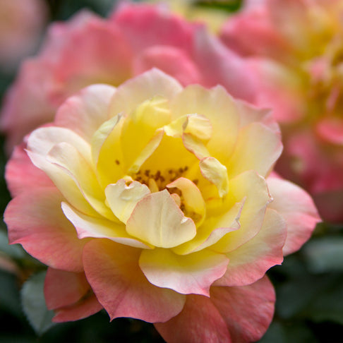 Proven Winners® Oso Easy Italian Ice® Rose Shrub