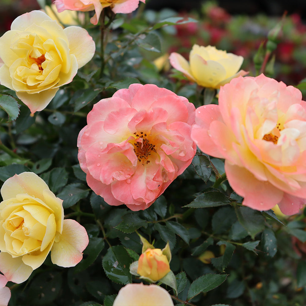 Proven Winners® Oso Easy Italian Ice® Rose Shrub