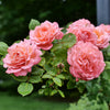 Proven Winners® Reminiscent Coral Rose Shrub