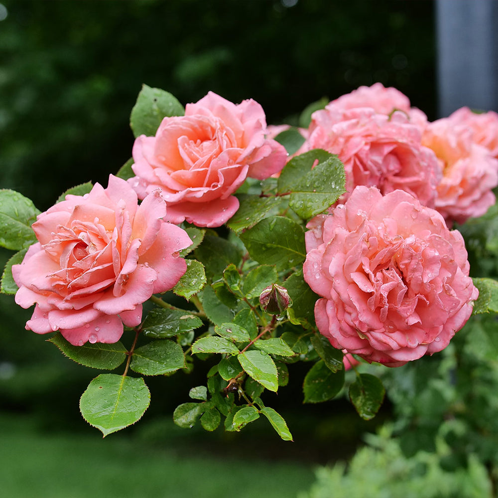 Proven Winners® Reminiscent Coral Rose Shrub