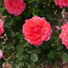 Proven Winners® Reminiscent Coral Rose Shrub