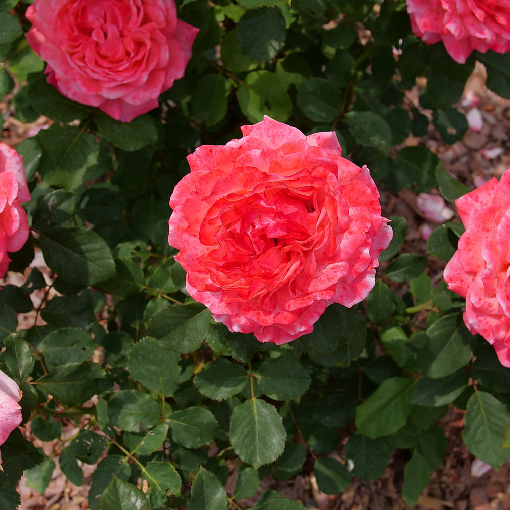 Proven Winners® Reminiscent Coral Rose Shrub