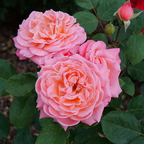 Proven Winners® Reminiscent Coral Rose Shrub