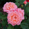 Proven Winners® Reminiscent Coral Rose Shrub