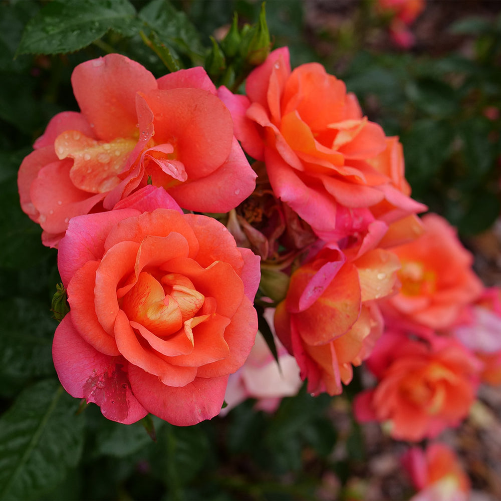 Proven Winners® Rise Up Emberays Climbing Rose Shrub
