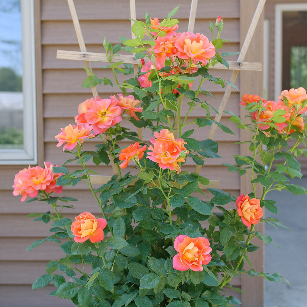 Proven Winners® Rise Up Emberays Climbing Rose Shrub