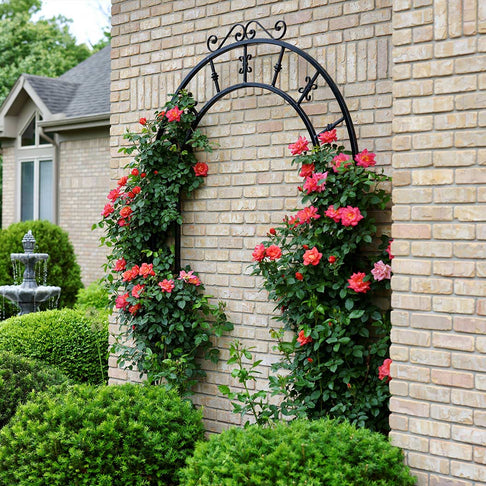 Proven Winners® Rise Up Emberays Climbing Rose Shrub