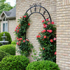 Proven Winners® Rise Up Emberays Climbing Rose Shrub