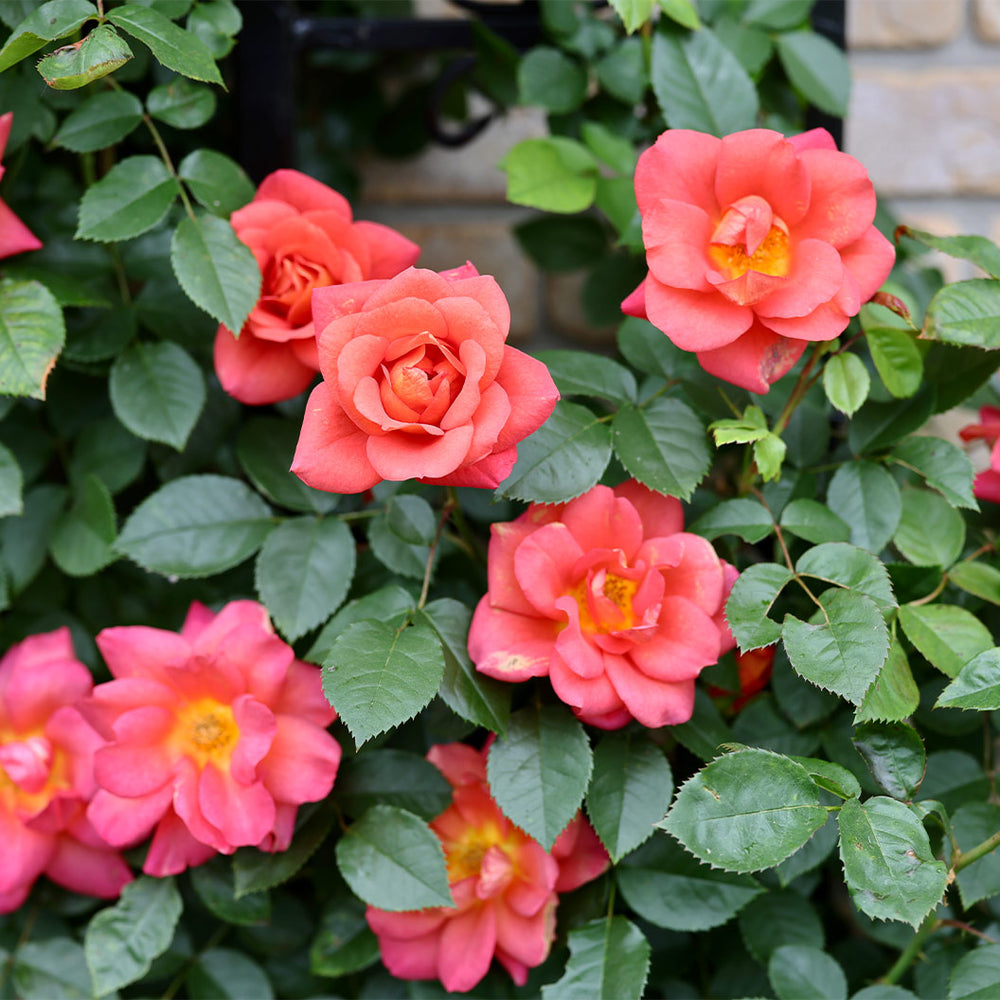 Proven Winners® Rise Up Emberays Climbing Rose Shrub