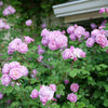 Proven Winners® Rise Up Lilac Days Climbing Rose Shrub
