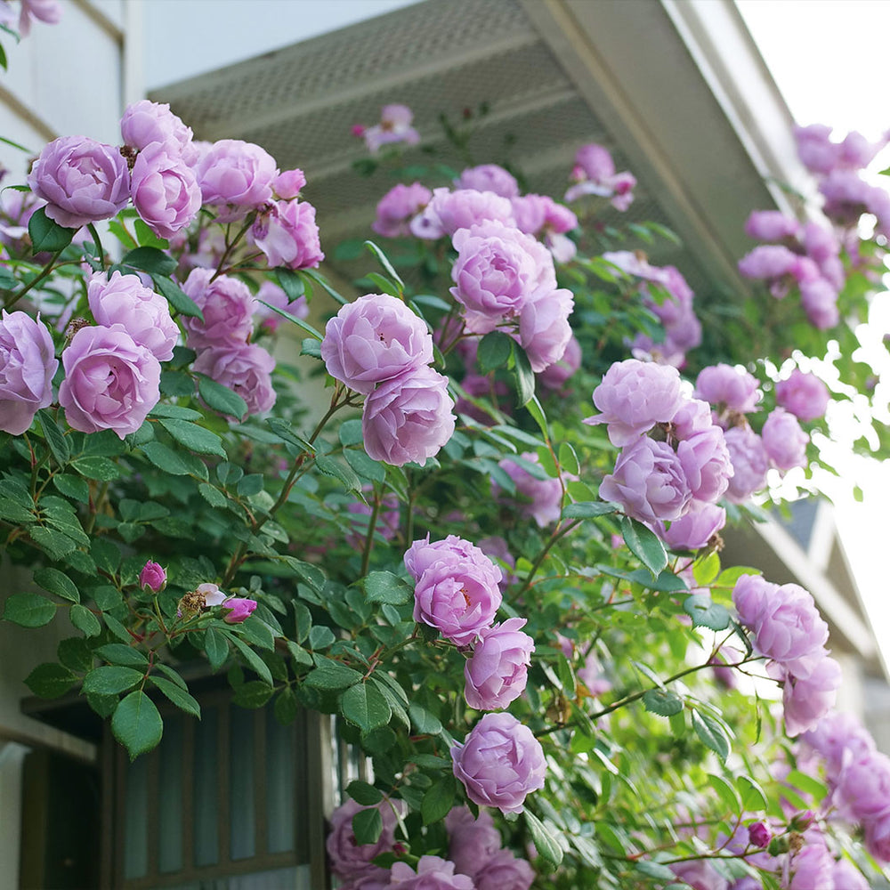 Proven Winners® Rise Up Lilac Days Climbing Rose Shrub
