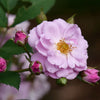 Proven Winners® Rise Up Lilac Days Climbing Rose Shrub