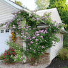 Proven Winners® Rise Up Lilac Days Climbing Rose Shrub