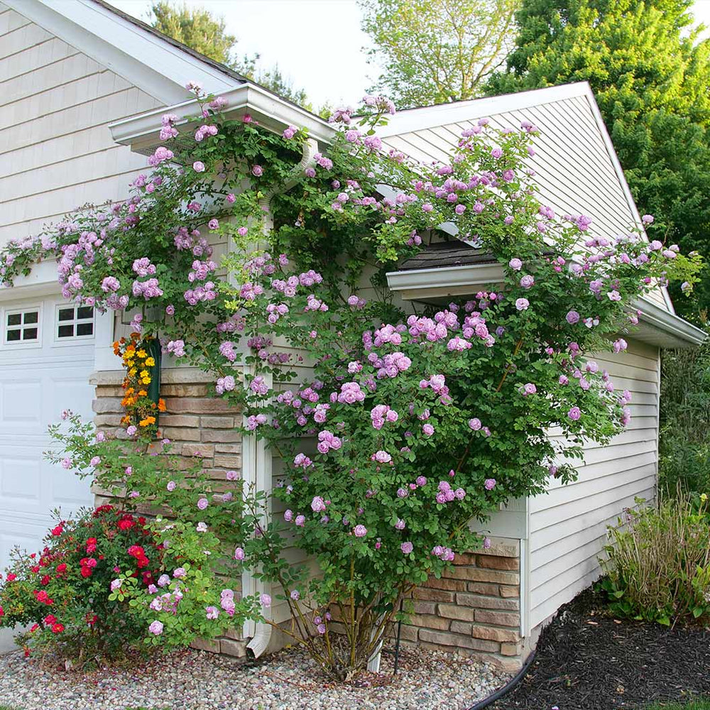 Proven Winners® Rise Up Lilac Days Climbing Rose Shrub