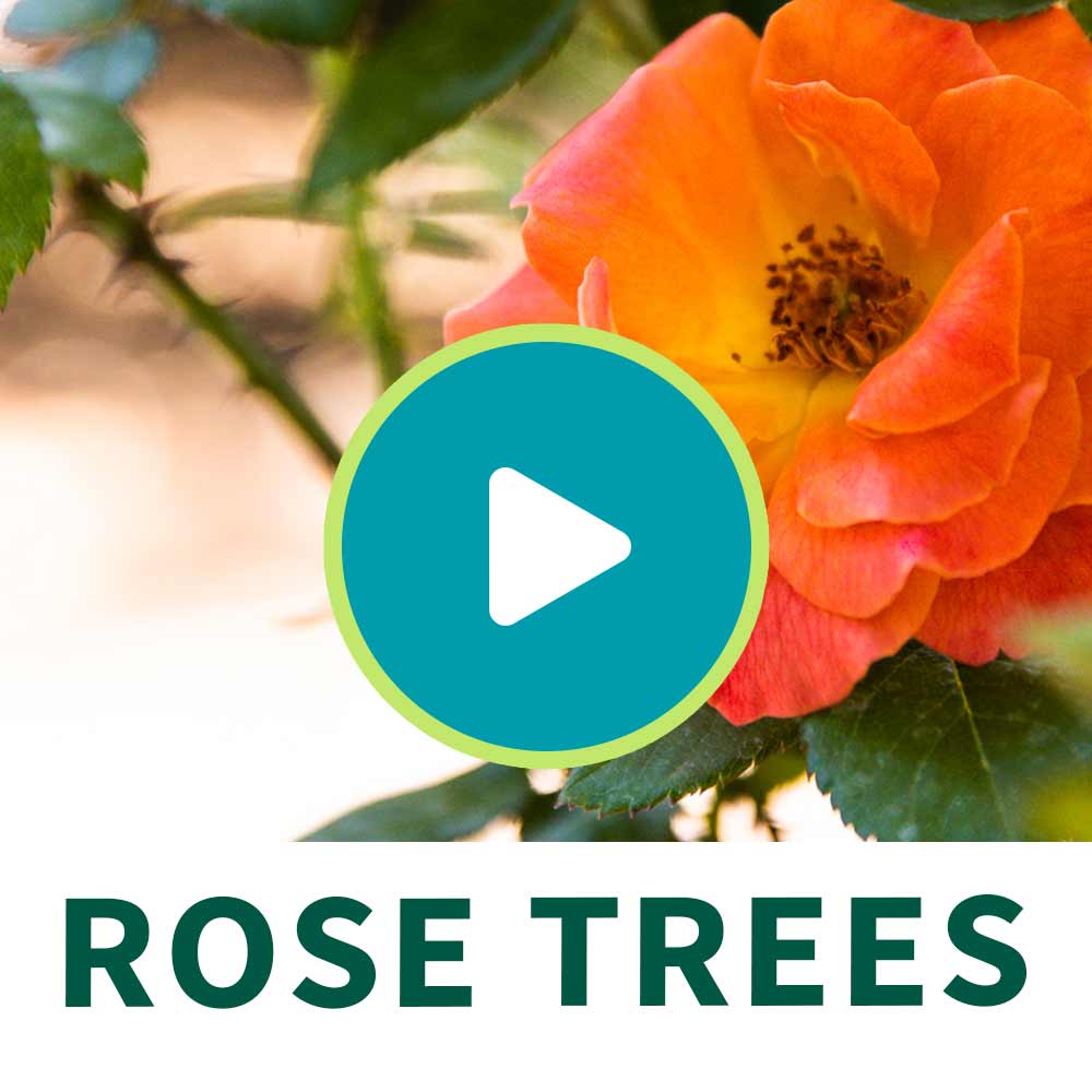 Livin' Easy™ and Easy-Going™ Two-fer® Rose Tree