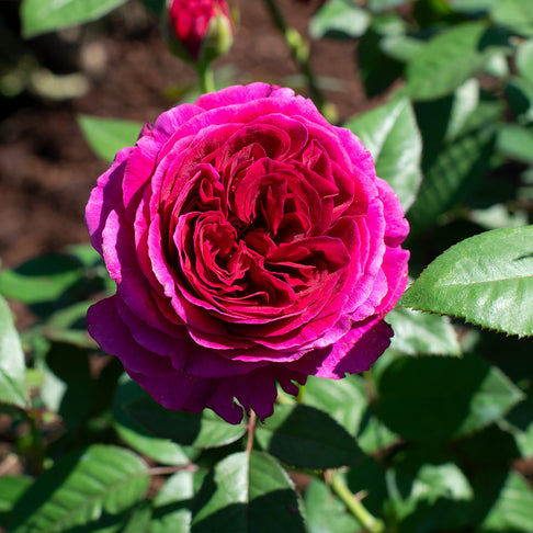 Roseberry Beret™ Rose Bush