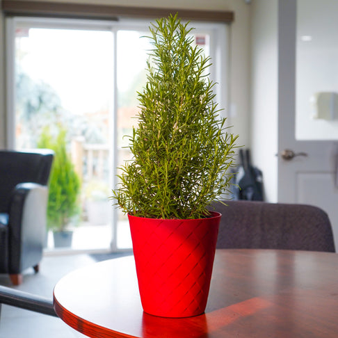 Rosemary Cone in Red Luxe Pot