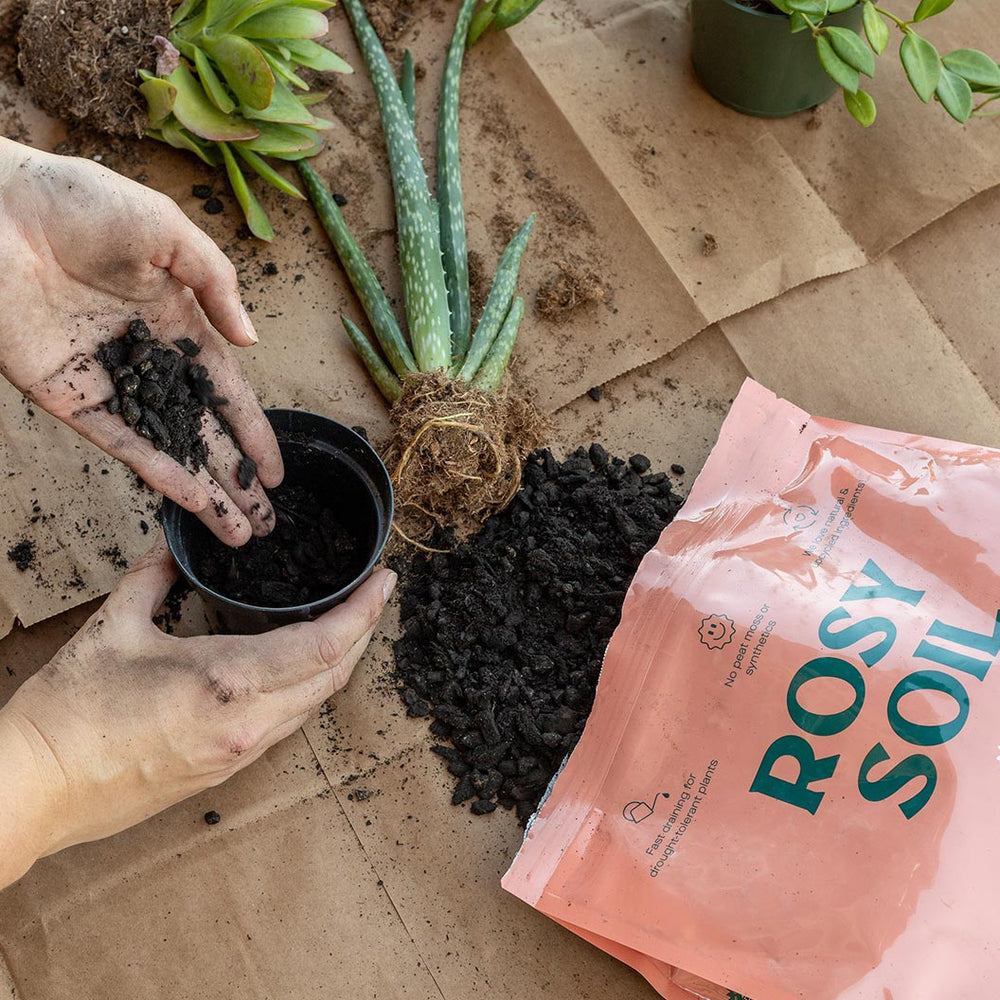 Rosy Soil Cactus and Succulent Mix