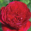 Rouge Royale™ Rose Shrub in Fiber Pot